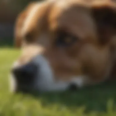 A variety of grass types suitable for pet owners