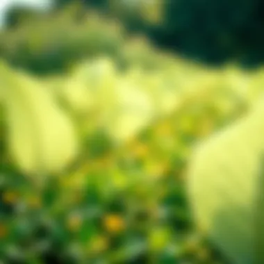 Visual representation of environmental impact assessments for weed killers