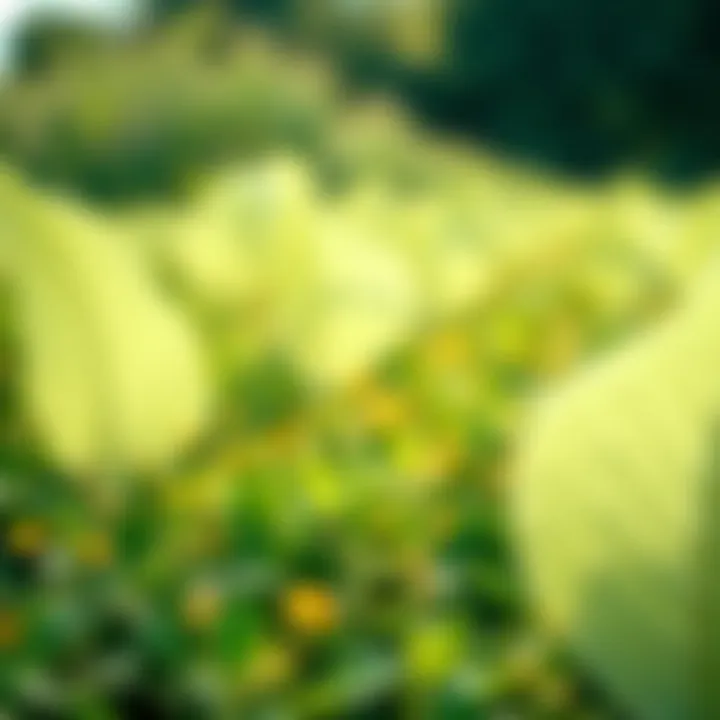 Visual representation of environmental impact assessments for weed killers