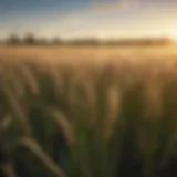 Heirloom barley plants in a lush field