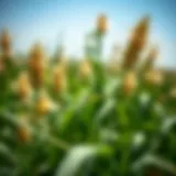 Diverse herbicide options for grain sorghum
