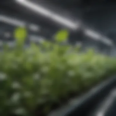 Close-up of healthy plants growing in a hydroponic system