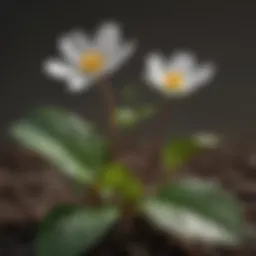 Botanical illustration of Indian Mud Bloodroot