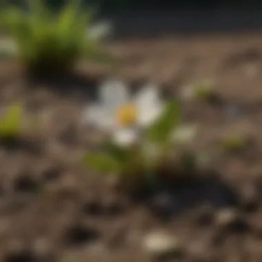 Close-up of Indian Mud Bloodroot in its natural habitat