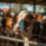 Initiating a Livestock Farming Venture Introduction