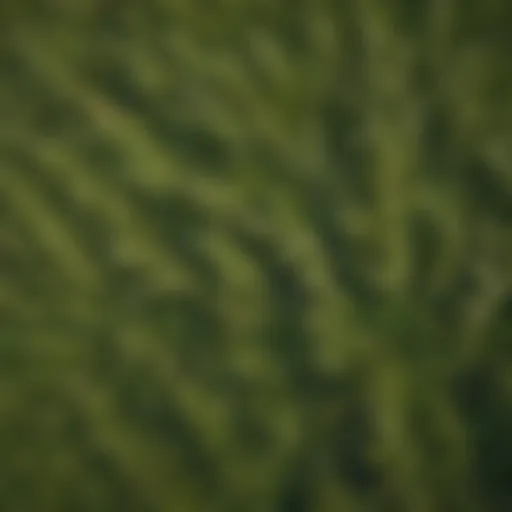 Aerial view of lush Iowa pastureland showcasing diverse grass species