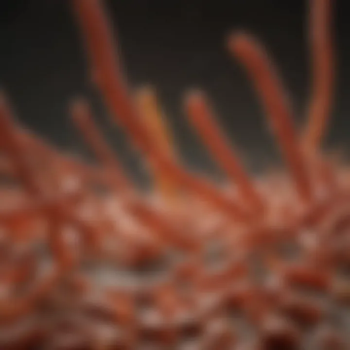 Lactobacillus benefits for gut microbiome