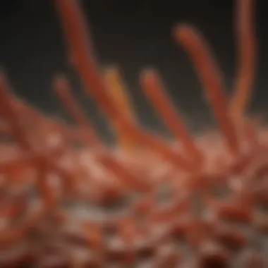 Lactobacillus: Guardian of Gut Flora Lactobacillus benefits for gut microbiome