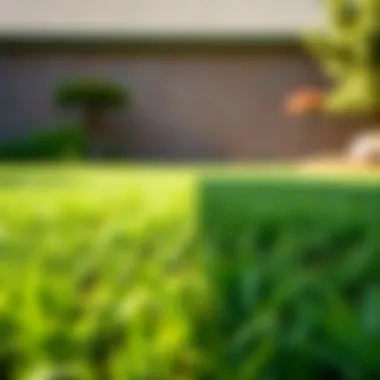 Comparison of lawn with and without dethatching