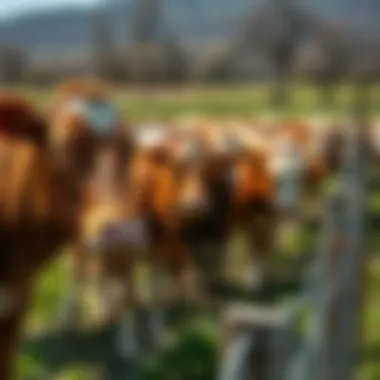 Livestock Fencing: Comprehensive Insights for Sustainable Practices Summary Livestock Fencing: Comprehensive Insights for Sustainable Practices Summary