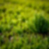 Locating Quality Grass Sod: A Comprehensive Guide Introduction