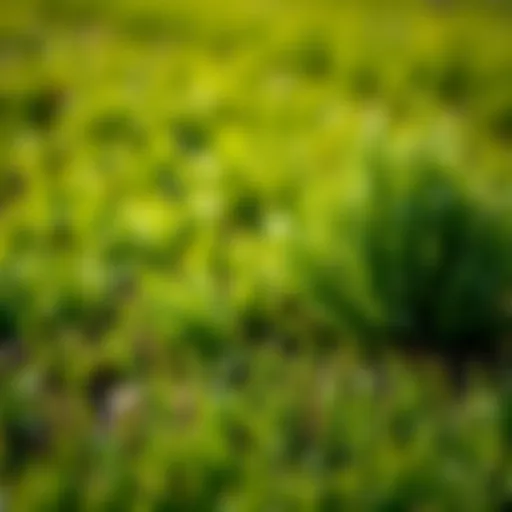 Locating Quality Grass Sod: A Comprehensive Guide Introduction