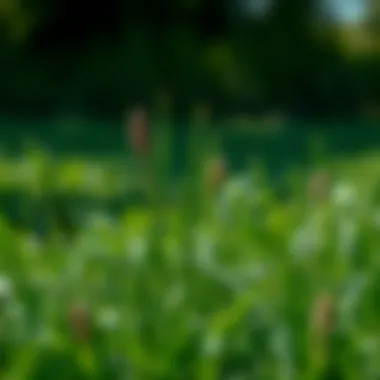 Notable Locating Quality Grass Sod: A Comprehensive Guide Notable Locating Quality Grass Sod: A Comprehensive Guide