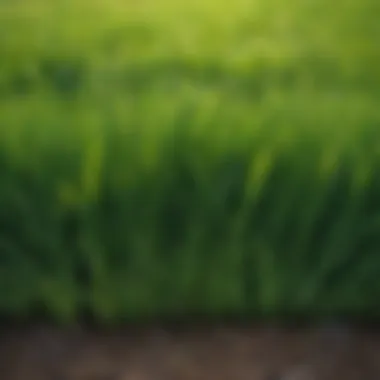 Vibrant Green Grass Lawn Close-up view of a vibrant green grass lawn