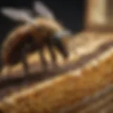 Close-up view of mite strips in a beehive
