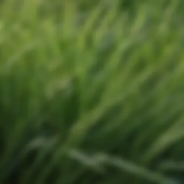 Close-up of Mohawk Bermuda grass blades showcasing their vibrant green color