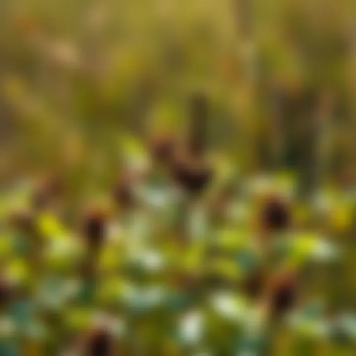 Natural Methods for Broadleaf Weed Control Natural broadleaf weed control methods