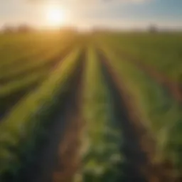 A vibrant field showcasing diverse crops