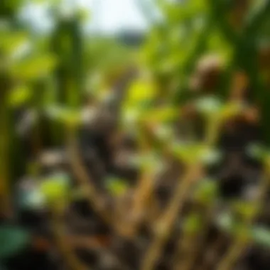 Close-up of plants thriving with the help of organic fertilizers