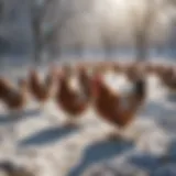 A group of free range chickens foraging in a snowy landscape