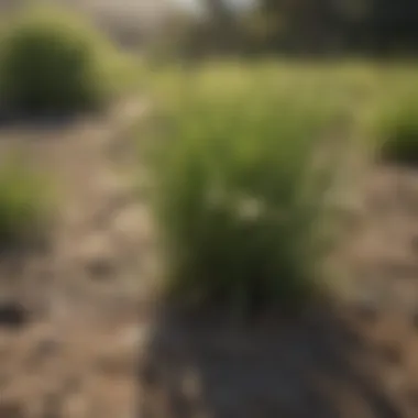 Close-up of drought-resistant grass thriving in California climate