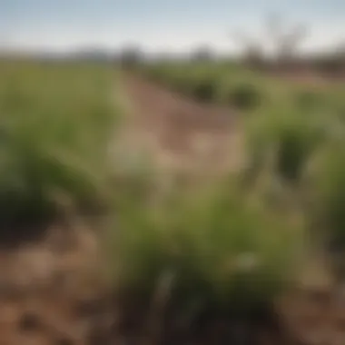 Close-up of drought-resistant grass species thriving in South Texas soil