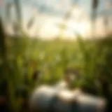 Optimizing Fertilizer Use for Fescue Grass in Summer Introduction
