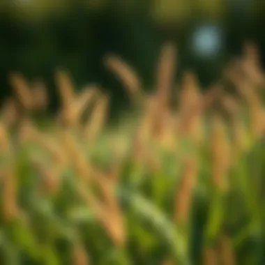 Notable Optimizing Fertilizer Use for Fescue Grass in Summer Notable Optimizing Fertilizer Use for Fescue Grass in Summer