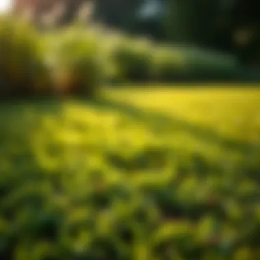 The Impact of Mowing Techniques on Turf Health Healthy turf resulting from proper mowing practices