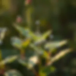 Chemical structure of common pesticides