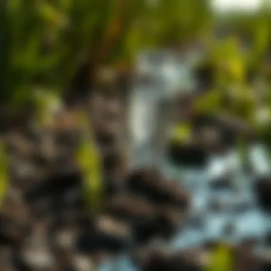 Illustration of water sources contaminated by pesticides