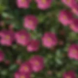 Close-up view of vibrant purslane flowers in bloom