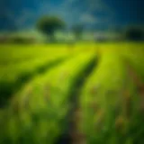 Regenerative Agriculture Investments: A Comprehensive Framework Introduction
