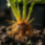 Root Stimulant for Plants: Exploring the Science and Application Introduction
