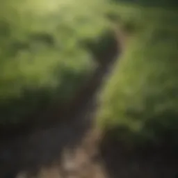 Close-up of lush sod patches demonstrating their health