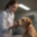 Veterinarian examining a dog health