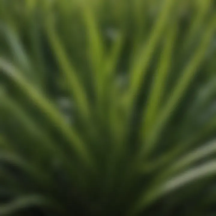 Close-up of St. Augustine grass blades showcasing texture