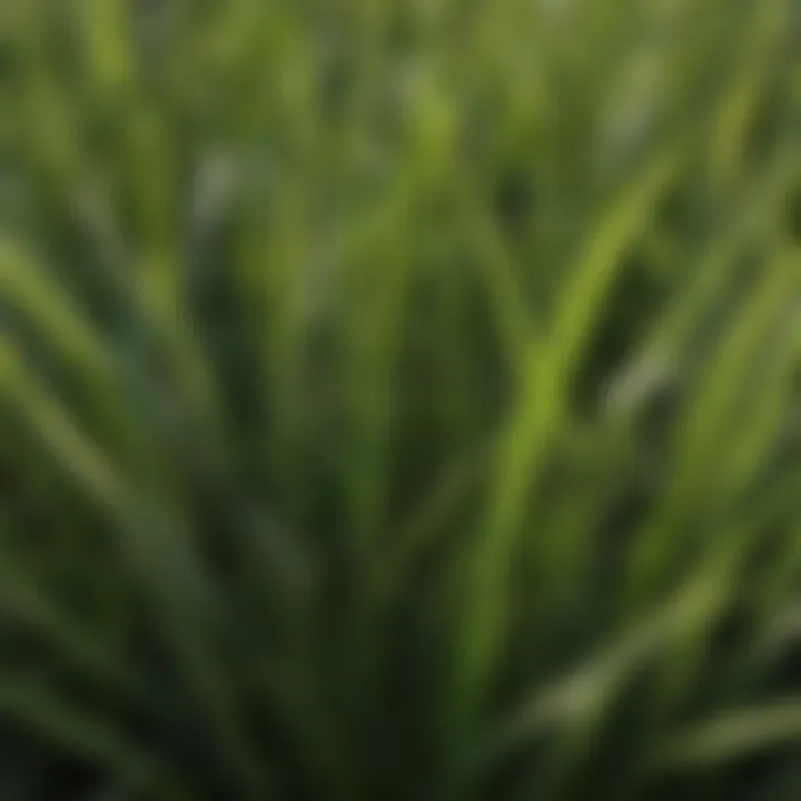 Close-up of St. Augustine grass blades showcasing texture and color
