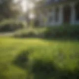 Lush St. Augustine grass thriving in a well-maintained lawn