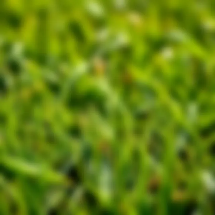 Close-up view of crabgrass in centipede turf