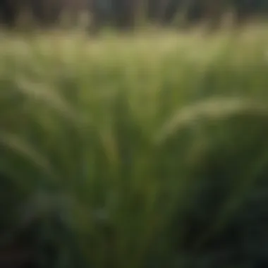 Close-up of tall fescue blades and seed heads