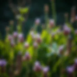 The Ecological and Agricultural Significance of Little Purple Weeds Introduction