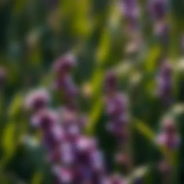 Notable The Ecological and Agricultural Significance of Little Purple Weeds Notable The Ecological and Agricultural Significance of Little Purple Weeds