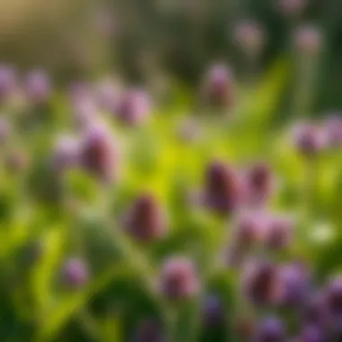 The Ecological and Agricultural Significance of Little Purple Weeds Summary The Ecological and Agricultural Significance of Little Purple Weeds Summary