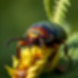 The June Beetle: An In-Depth Examination Introduction