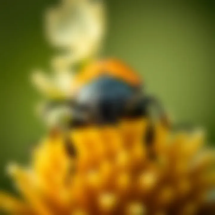 Notable The June Beetle: An In-Depth Examination