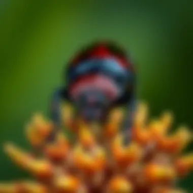 The June Beetle: An In-Depth Examination Summary The June Beetle: An In-Depth Examination Summary