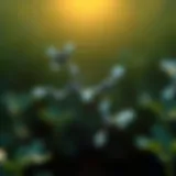 Chemical structure of allyl heptanoate showcasing its molecular configuration