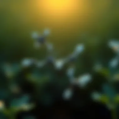 Chemical structure of allyl heptanoate showcasing its molecular configuration