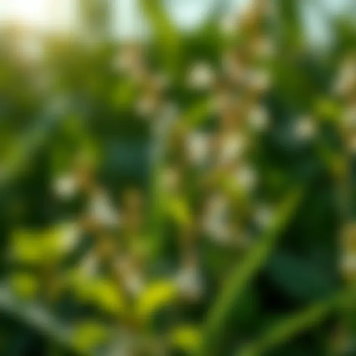 Diverse plant species benefiting from allyl heptanoate as a growth regulator